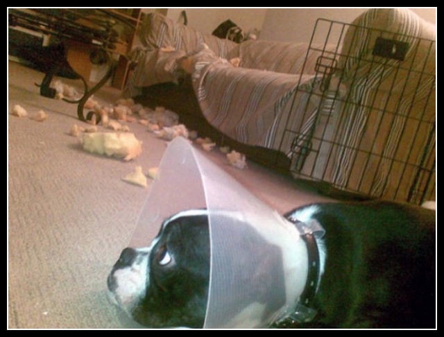 ubaw ze śmiesznymi psami i kotami 17