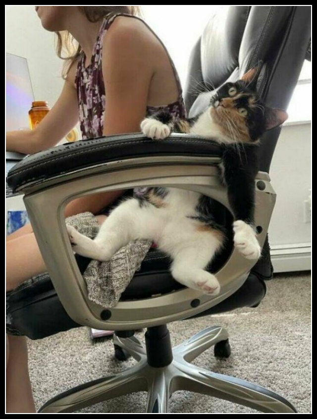 ubaw ze śmiesznymi psami i kotami 19