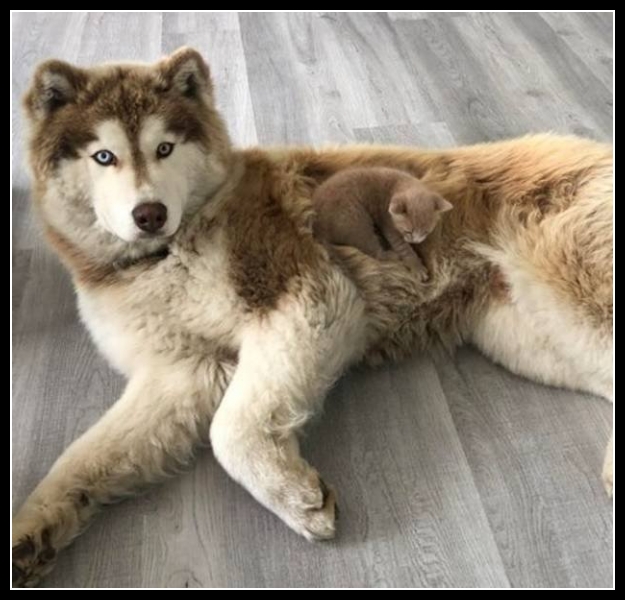 ubaw ze śmiesznymi psami i kotami 1