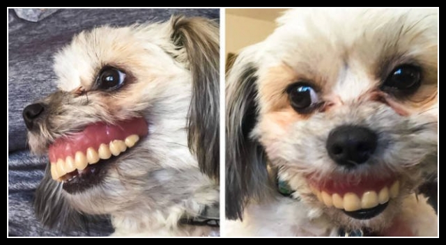 ubaw ze śmiesznymi psami i kotami 3