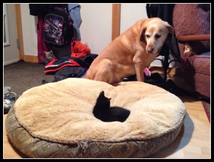 ubaw ze śmiesznymi psami i kotami 4