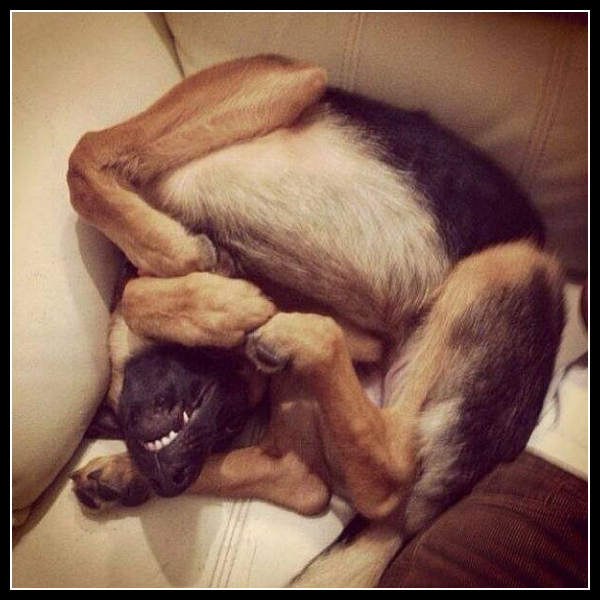 ubaw ze śmiesznymi psami i kotami 5