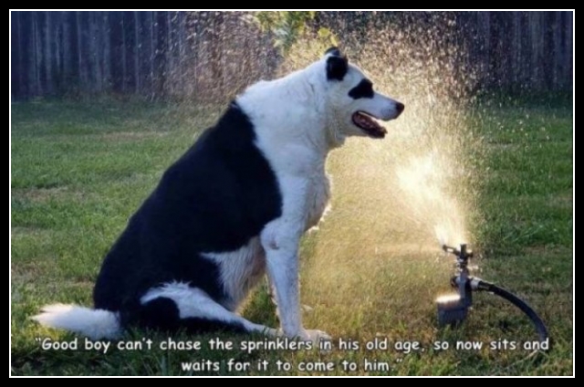 ubaw ze śmiesznymi psami i kotami 7