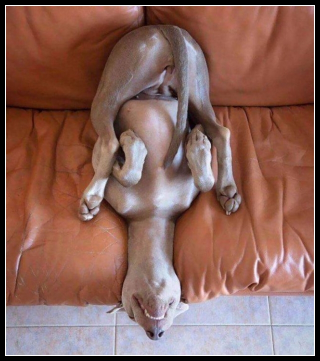 ubaw ze śmiesznymi psami i kotami 9