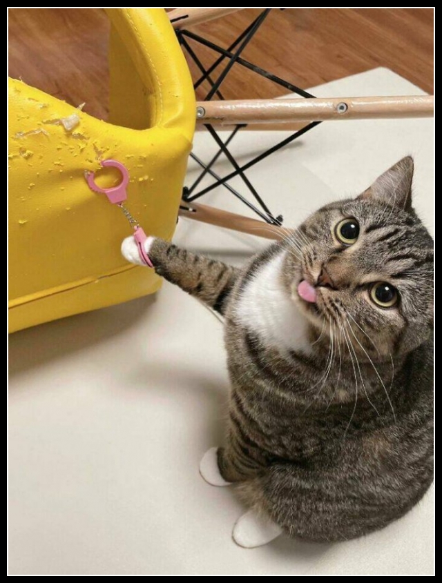 uśmiesznij się 39 - te zwierzęta mają poczucie humoru