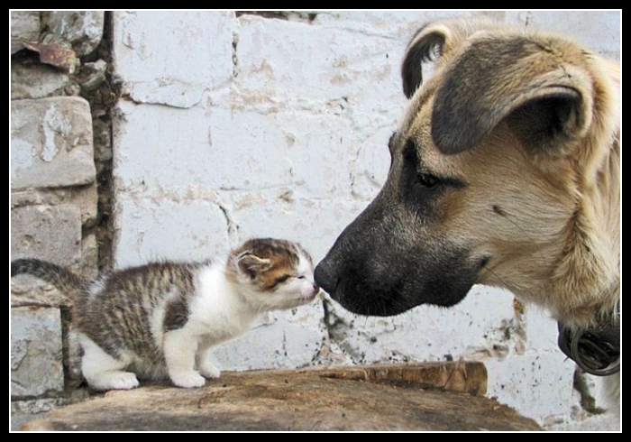 uśmiesznij się 40 - te zwierzęta mają poczucie humoru