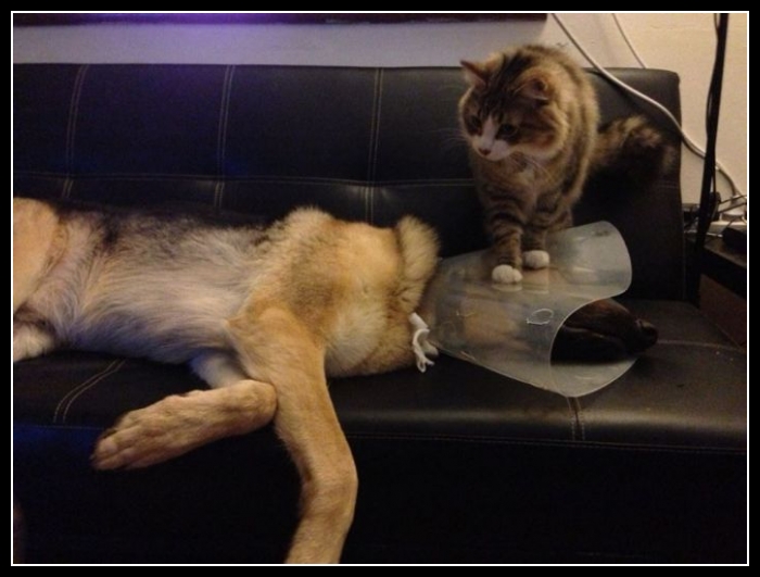 uśmiesznij się 43 - te zwierzęta mają poczucie humoru