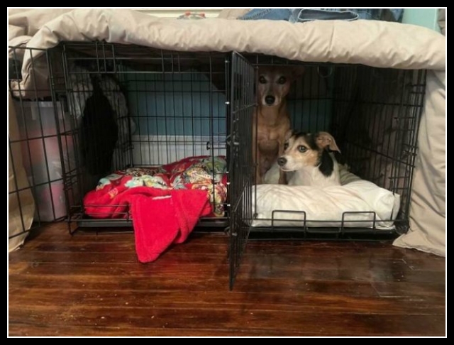 uśmiesznij się 44 - te zwierzęta mają poczucie humoru