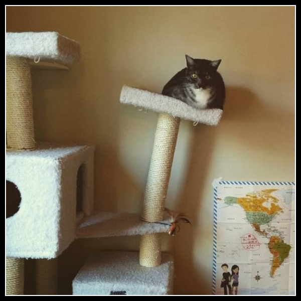 uśmiesznij się 58 - te zwierzęta mają poczucie humoru