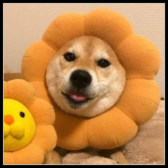 uśmiesznij się 75 - te zwierzęta mają poczucie humoru