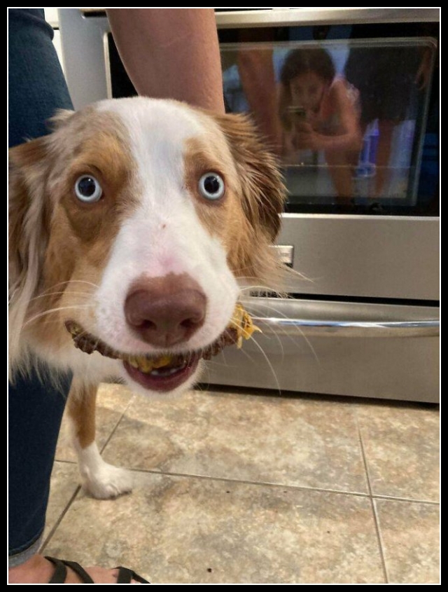 uśmiesznij się 97 - te zwierzęta mają poczucie humoru