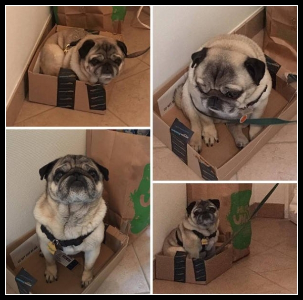 15 mega zabawne zdjęcia psów i kotów