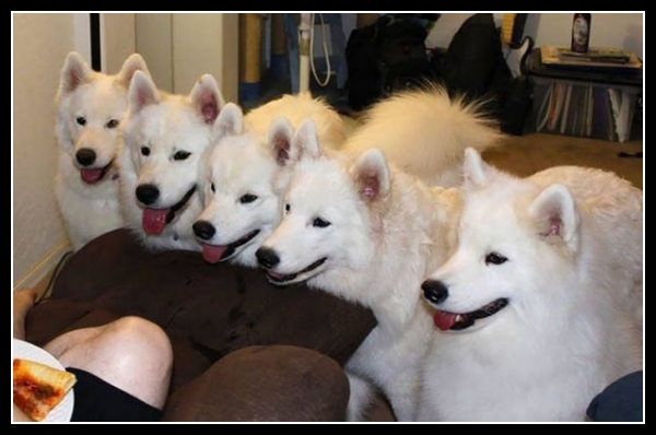 16 mega zabawne zdjęcia psów i kotów