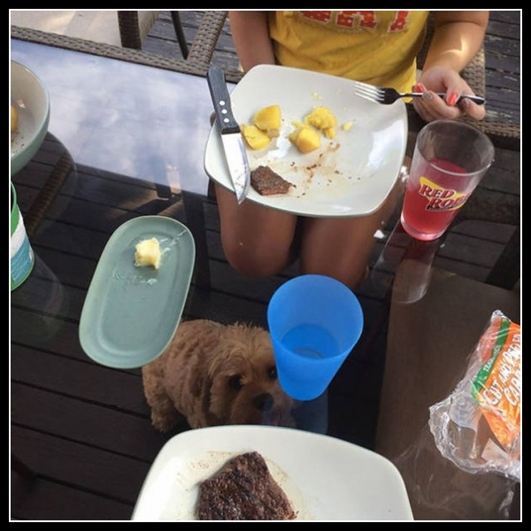 17 mega zabawne zdjęcia psów i kotów