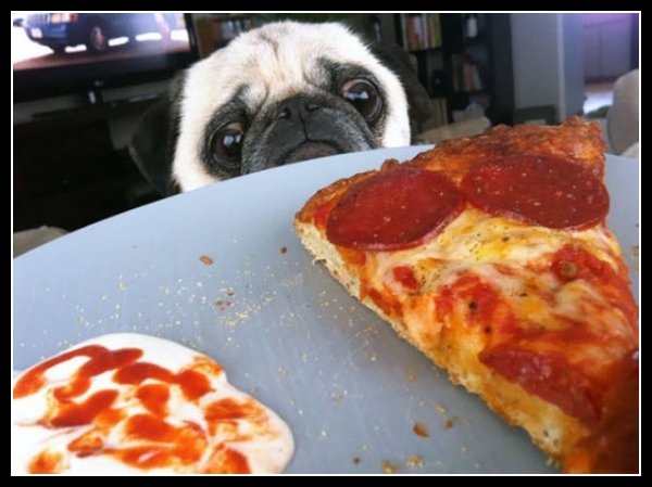 18 mega zabawne zdjęcia psów i kotów