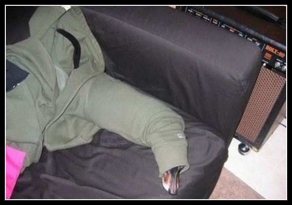 19 mega zabawne zdjęcia psów i kotów