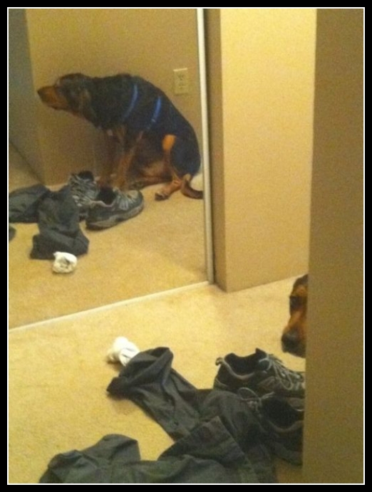 20 mega zabawne zdjęcia psów i kotów