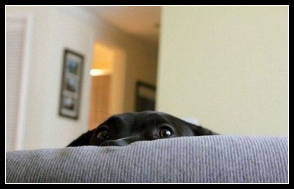 21 mega zabawne zdjęcia psów i kotów