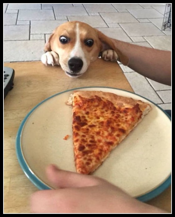 22 mega zabawne zdjęcia psów i kotów