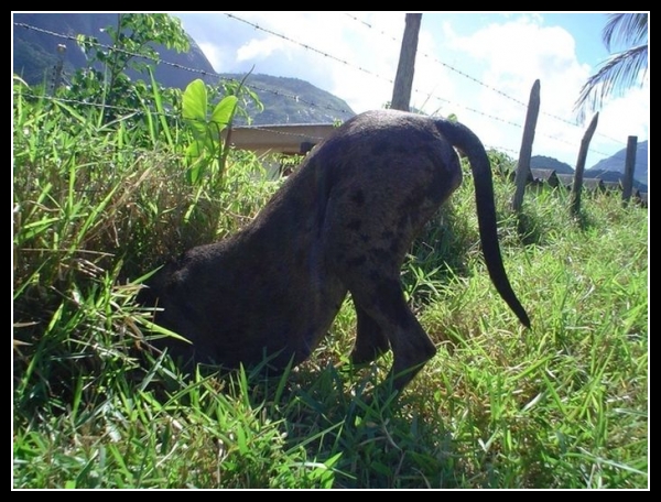 23 mega zabawne zdjęcia psów i kotów