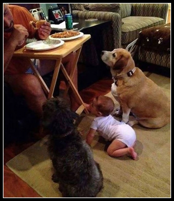 25 mega zabawne zdjęcia psów i kotów