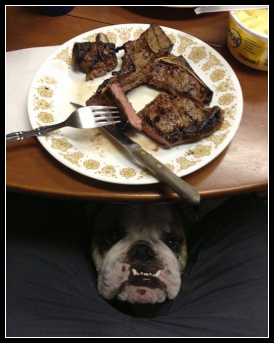 26 mega zabawne zdjęcia psów i kotów