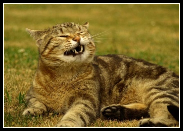 27 mega zabawne zdjęcia psów i kotów