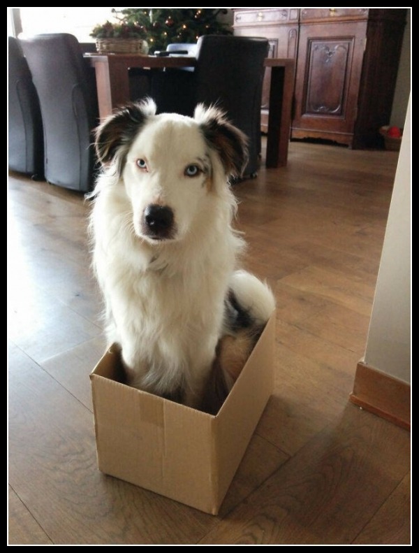 30 mega zabawne zdjęcia psów i kotów