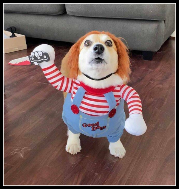 31 mega zabawne zdjęcia psów i kotów