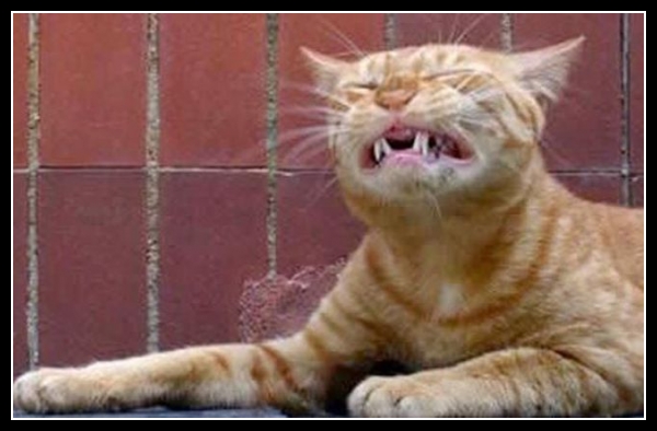 36 mega zabawne zdjęcia psów i kotów