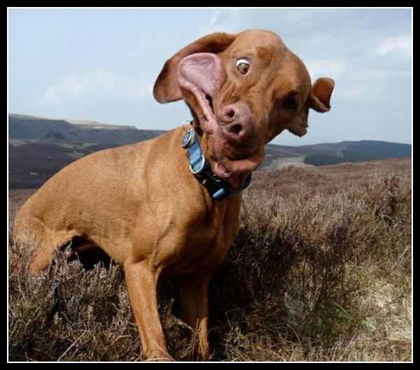 37 mega zabawne zdjęcia psów i kotów