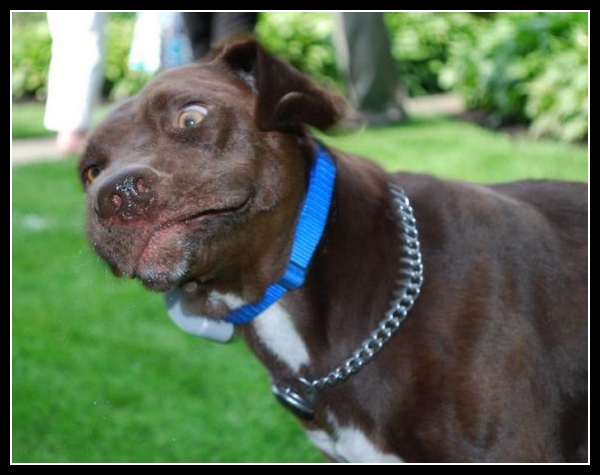 38 mega zabawne zdjęcia psów i kotów