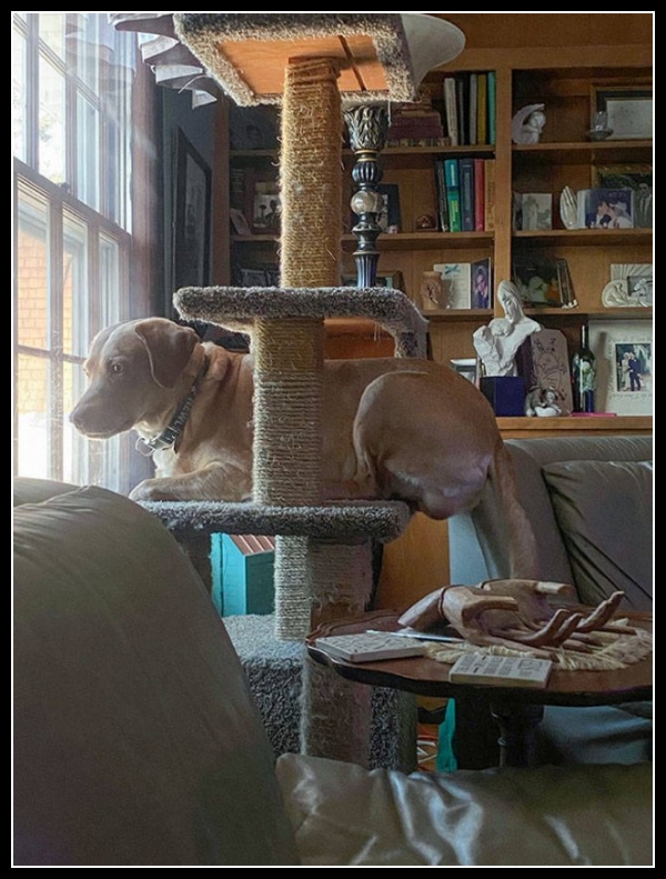 39 mega zabawne zdjęcia psów i kotów