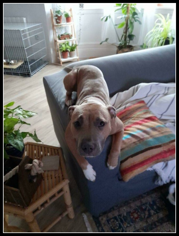 44 mega zabawne zdjęcia psów i kotów