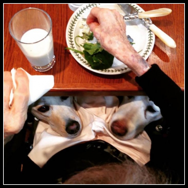 45 mega zabawne zdjęcia psów i kotów