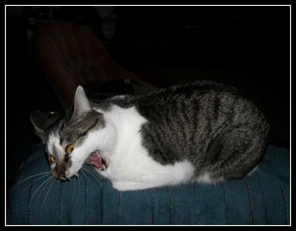 46 mega zabawne zdjęcia psów i kotów