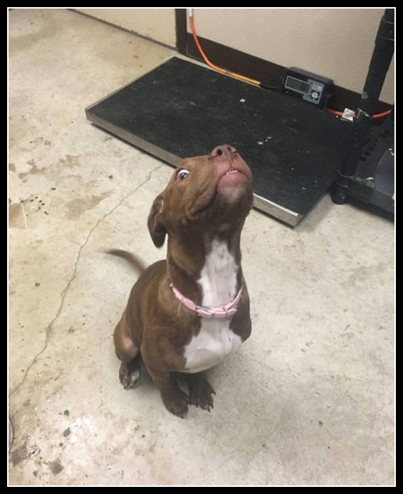 47 mega zabawne zdjęcia psów i kotów