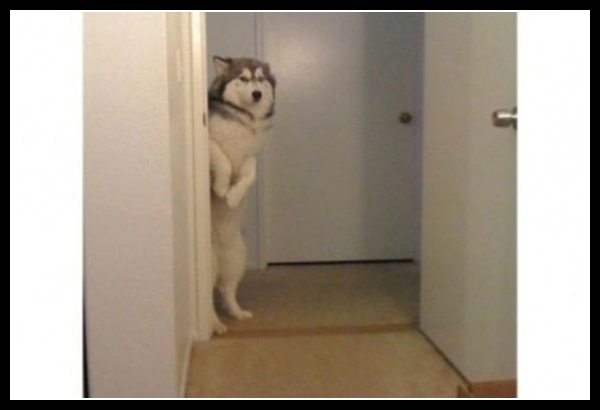 49 mega zabawne zdjęcia psów i kotów