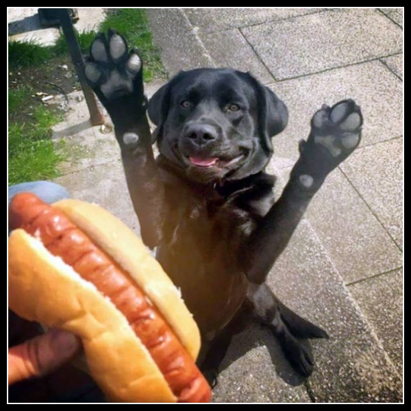 50 mega zabawne zdjęcia psów i kotów