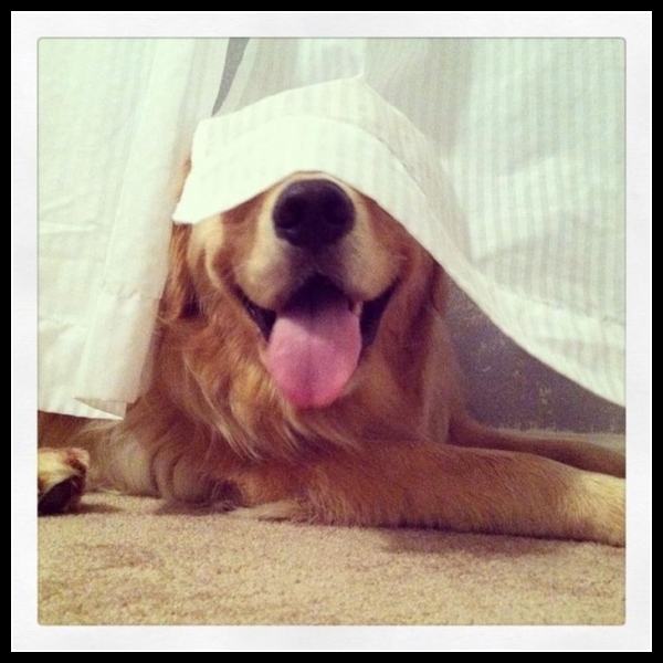 51 mega zabawne zdjęcia psów i kotów