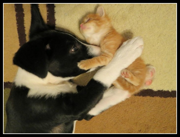 najśmieszniesze zdjęcia ze zwierzętami 28