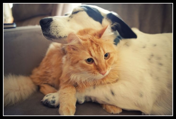 ubaw ze śmiesznymi psami i kotami 11