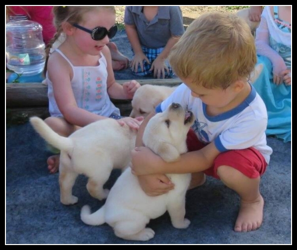 ubaw ze śmiesznymi psami i kotami 14