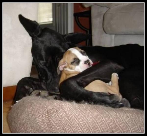 ubaw ze śmiesznymi psami i kotami 15