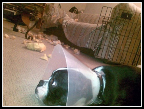 ubaw ze śmiesznymi psami i kotami 17