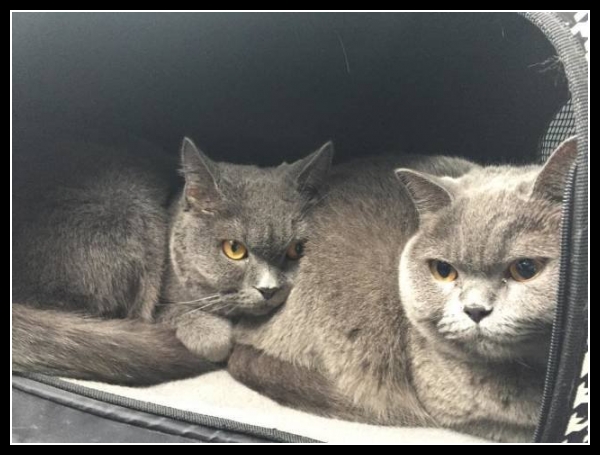 ubaw ze śmiesznymi psami i kotami 18