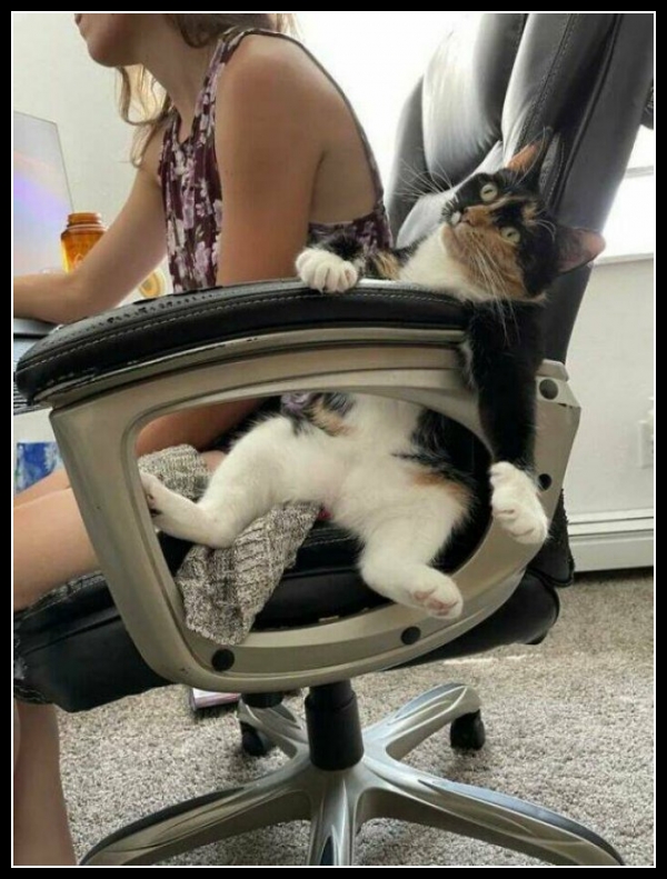 ubaw ze śmiesznymi psami i kotami 19