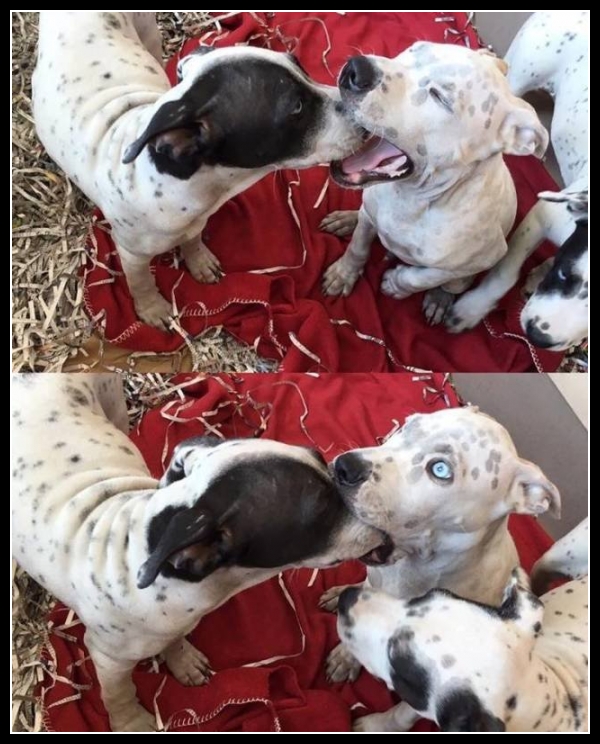 ubaw ze śmiesznymi psami i kotami 20