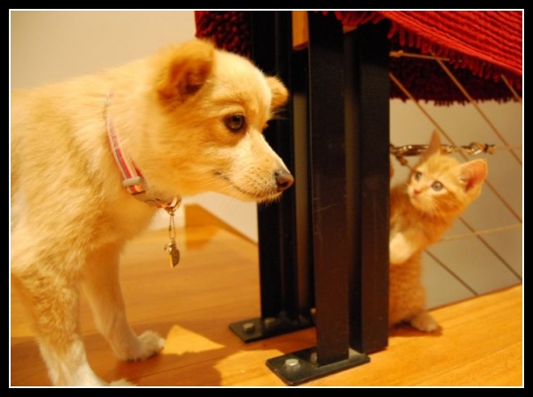 ubaw ze śmiesznymi psami i kotami 21