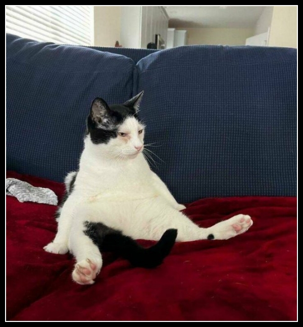 ubaw ze śmiesznymi psami i kotami 22